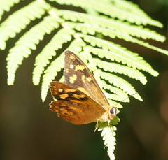 Heteronympha solandri