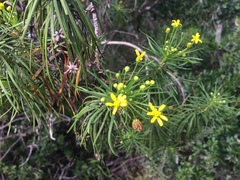 Euryops brevipapposus