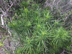 Euryops brevipapposus