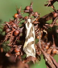 Epithymema incomposita