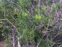 Euryops brevipapposus