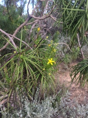Euryops brevipapposus