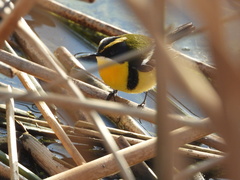 Tachuris rubrigastra