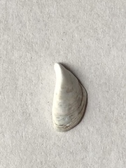 Dreissena polymorpha