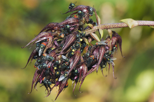 Bulbophyllum lasianthum Lindl. 2