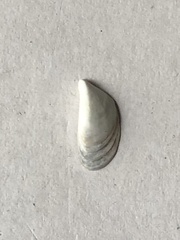 Dreissena polymorpha