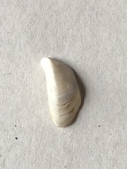 Dreissena polymorpha