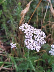 Achillea millefolium