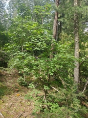 Acer grandidentatum