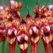 Bulbophyllum gracillimum - Photo (c) azhar ismail, algunos derechos reservados (CC BY-NC-SA)