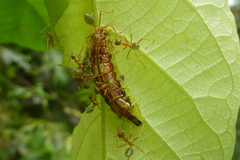 Arhopala