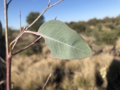 Eucalyptus chloroclada