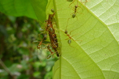 Arhopala