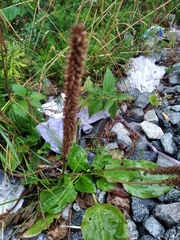 Plantago major