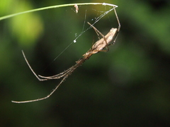 Tetragnatha praedonia