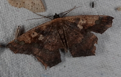 Paragonia cruraria