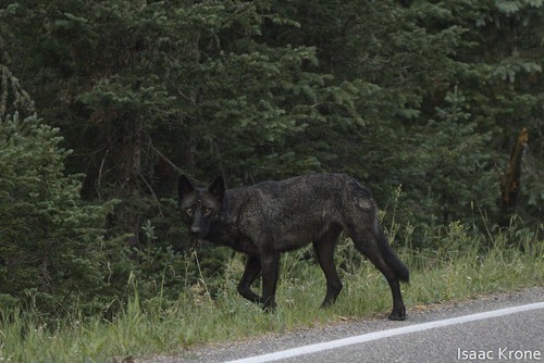 Gray Wolf photographed in Wyoming