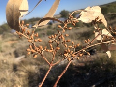 Eucalyptus chloroclada