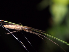 Tetragnatha praedonia