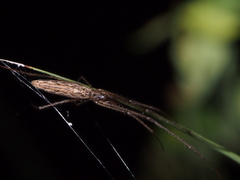 Tetragnatha praedonia