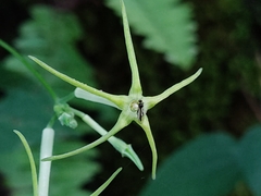 Rytidostylis gracilis