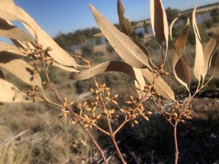 Eucalyptus chloroclada