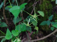 Rytidostylis gracilis