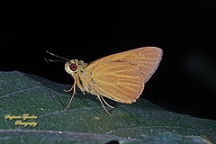 Xanthoneura corissa