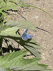 Plebejus anna
