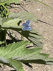 Plebejus anna