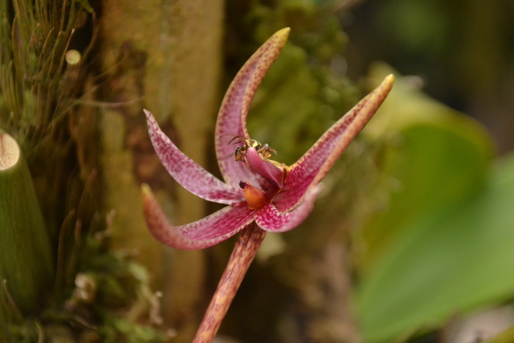Bulbophyllum patens