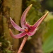 Bulbophyllum patens - Photo (c) abiom.orchid1, algunos derechos reservados (CC BY-NC-SA)