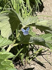 Plebejus anna
