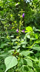 Salvia caudata