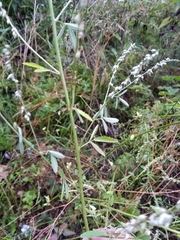 Melilotus albus