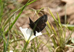 Erynnis meridianus