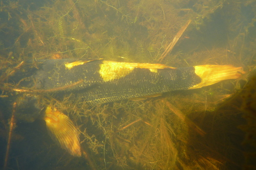 Bunaka gyrinoides