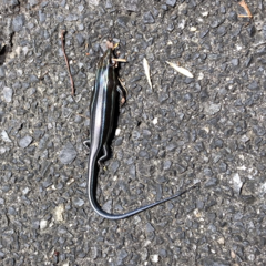 Plestiodon japonicus