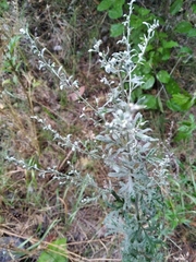 Artemisia absinthium