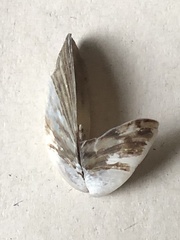 Dreissena polymorpha