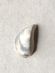 Dreissena polymorpha