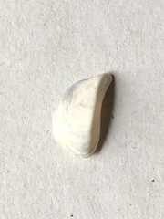 Dreissena polymorpha