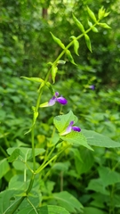Salvia caudata