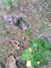 Arctium tomentosum