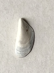 Dreissena polymorpha