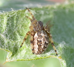 Larinioides suspicax