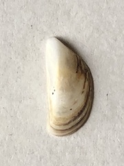 Dreissena polymorpha