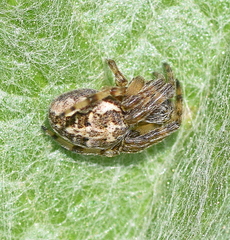 Larinioides suspicax
