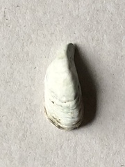 Dreissena polymorpha