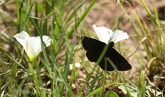 Erynnis meridianus